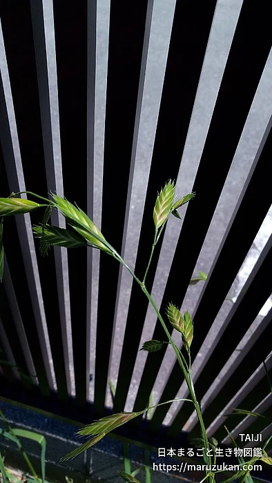イヌムギ（花・実以外）の写真