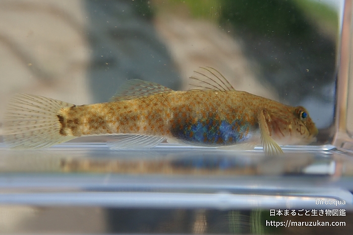 シマヨシノボリ