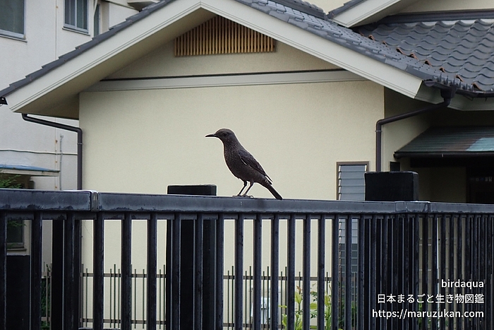 イソヒヨドリ