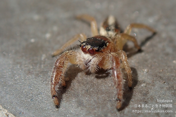 テナガハエトリグモ属の一種
