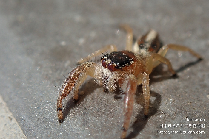 テナガハエトリグモ属の一種