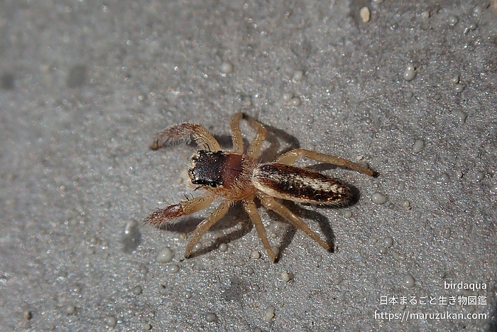 テナガハエトリグモ属の一種