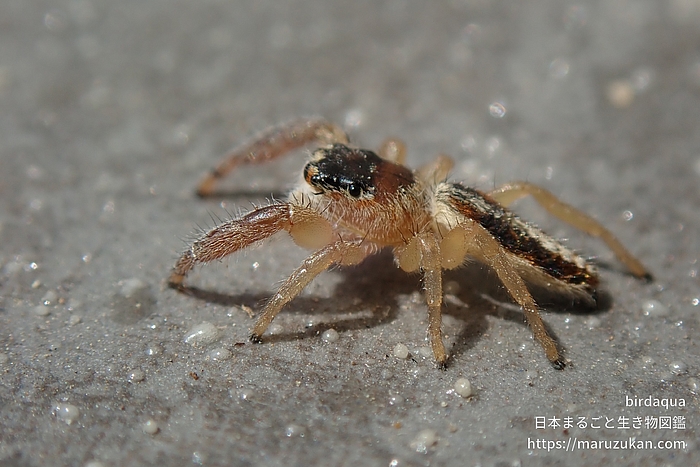 テナガハエトリグモ属の一種