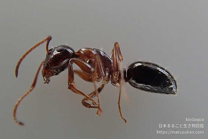 ウメマツオオアリ