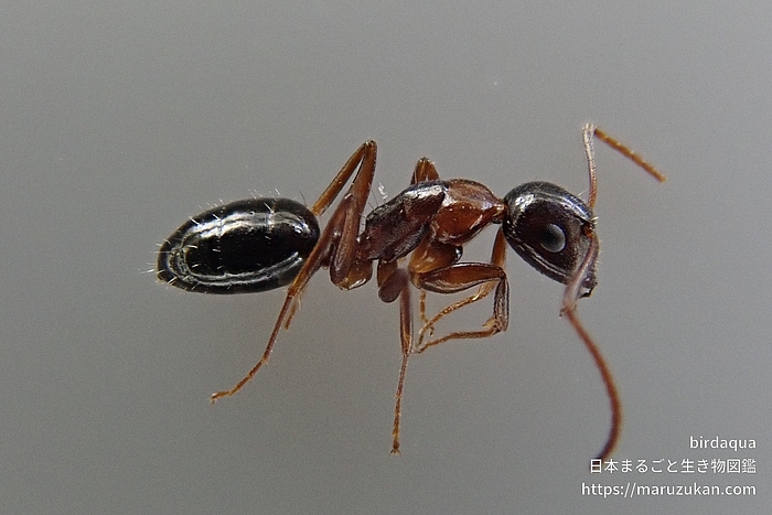 ウメマツオオアリ