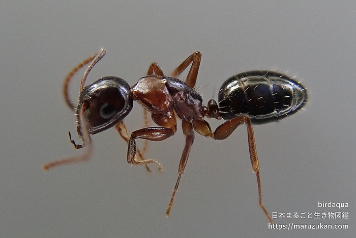 ウメマツオオアリ