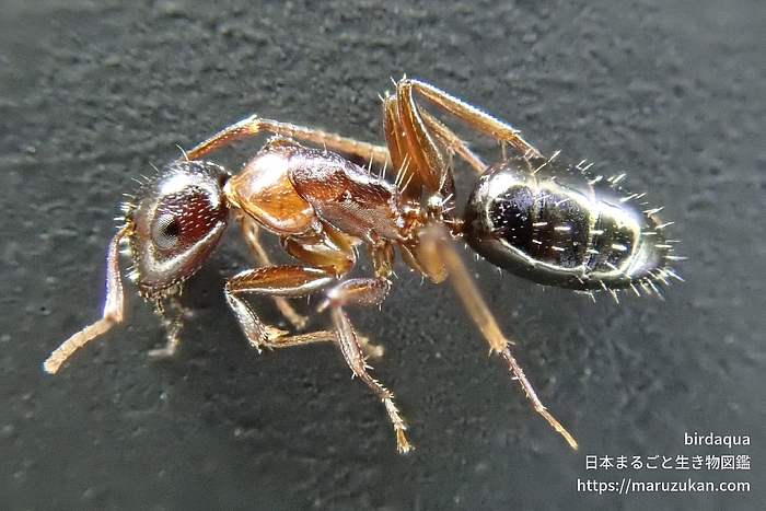 ウメマツオオアリ