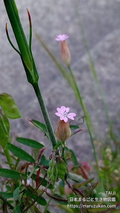 イヌコモチナデシコ