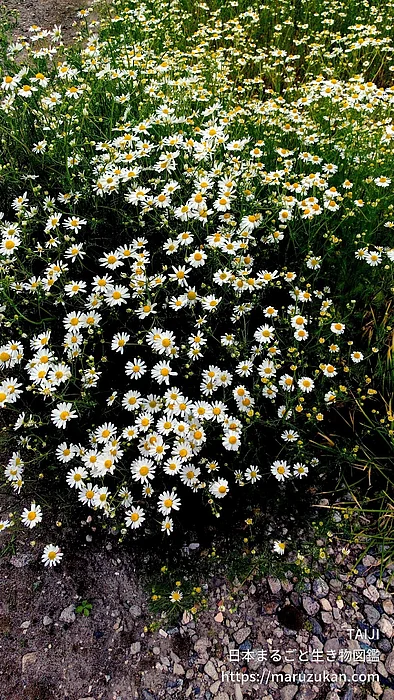カミツレ（花）の写真