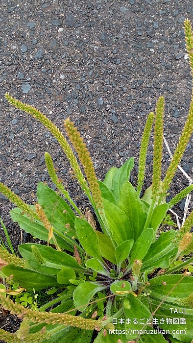 ツボミオオバコ