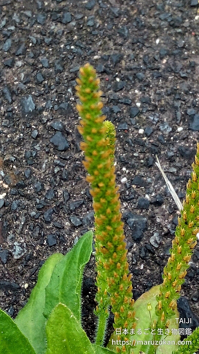 ツボミオオバコ