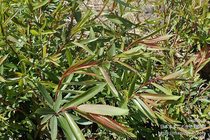 ヤナギ属の一種