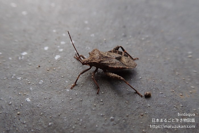ホオズキカメムシ