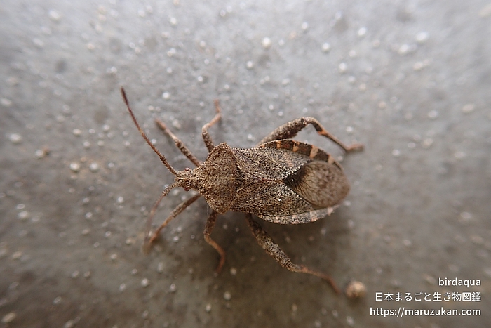 ホオズキカメムシ