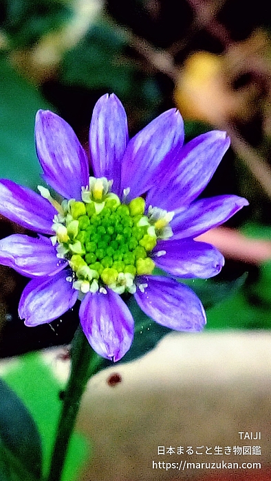 ミヤマヨメナ