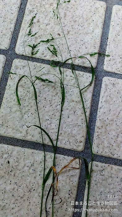 イブキヌカボ