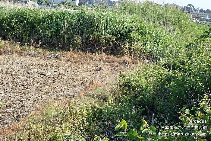 キジ