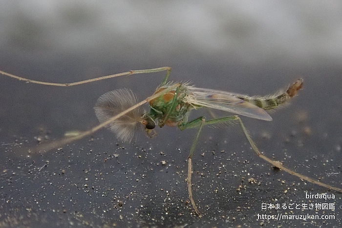 セスジユスリカ