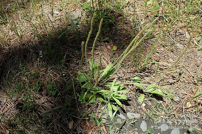 ツボミオオバコの写真