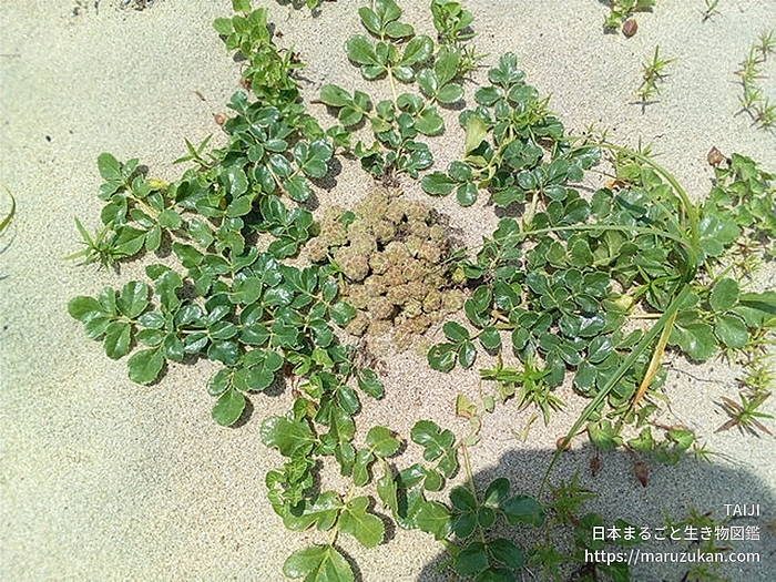 ハマボウフウ