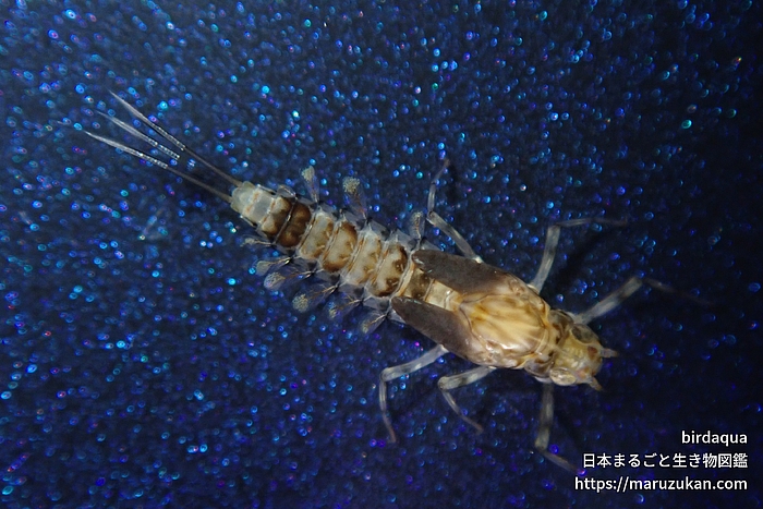 コカゲロウ科の一種