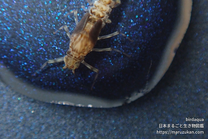 コカゲロウ科の一種