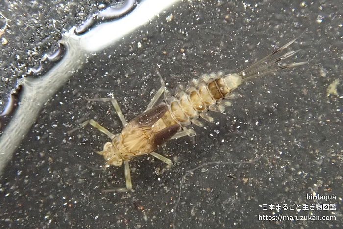 コカゲロウ科の一種