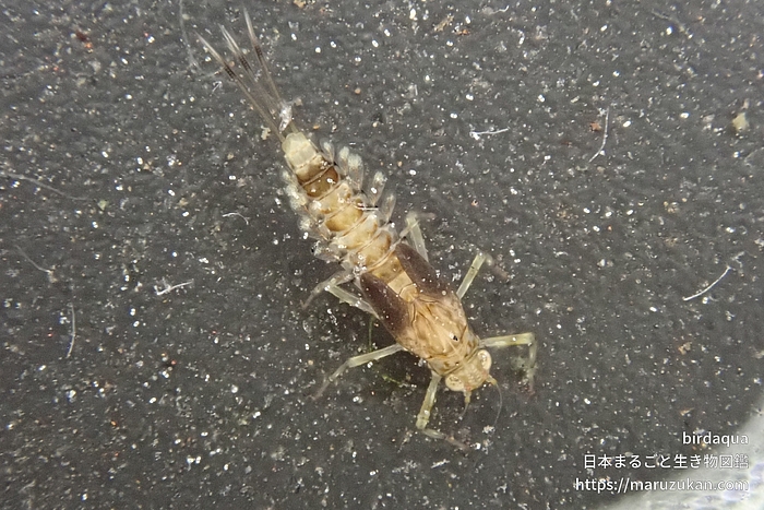 コカゲロウ科の一種