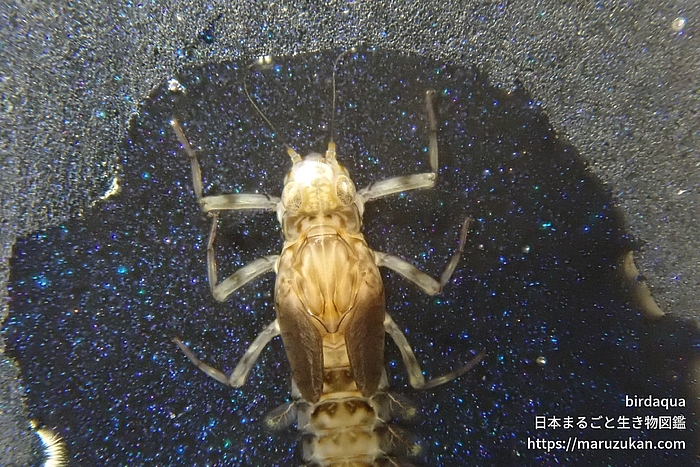 コカゲロウ科の一種