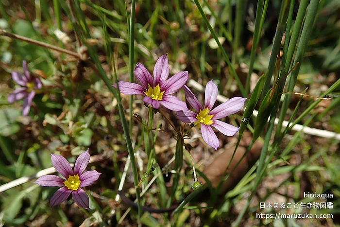 ニワゼキショウ