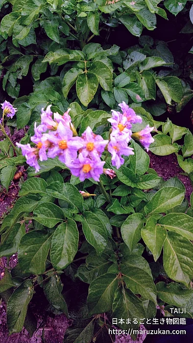 ジャガイモ（花）の写真