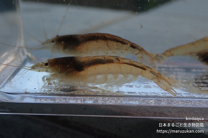トゲナシヌマエビ