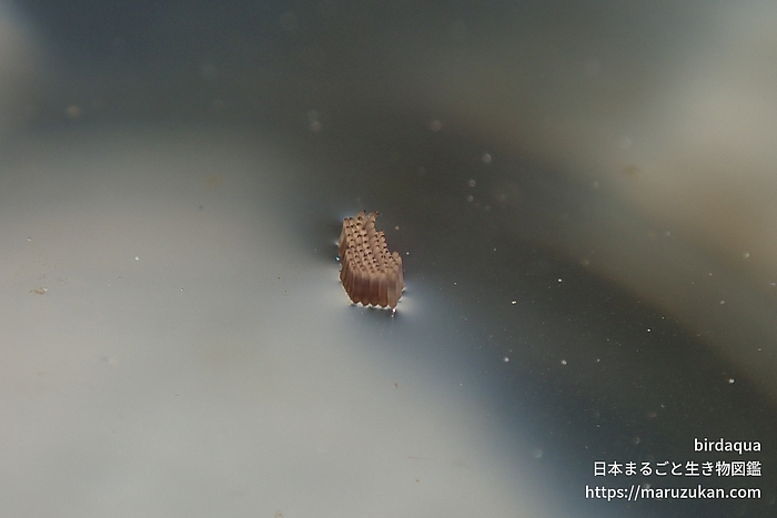 アカイエカ