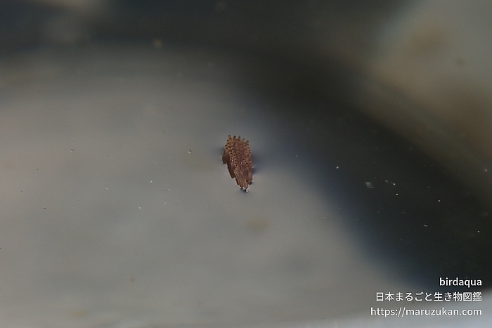 アカイエカ