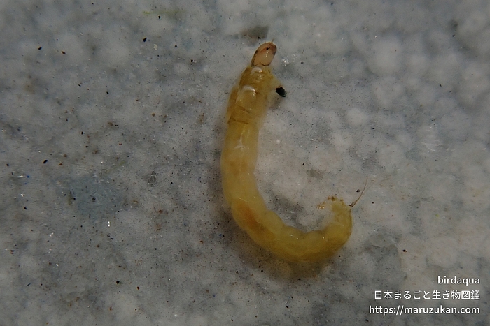 ツヤユスリカ属の一種