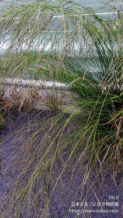 シナダレスズメガヤ