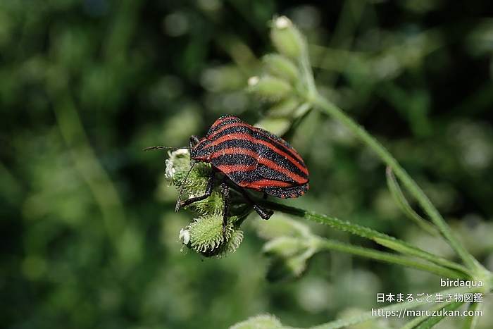 アカスジカメムシ