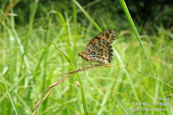 ツマグロヒョウモン