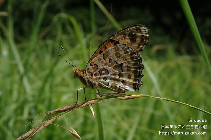ツマグロヒョウモン