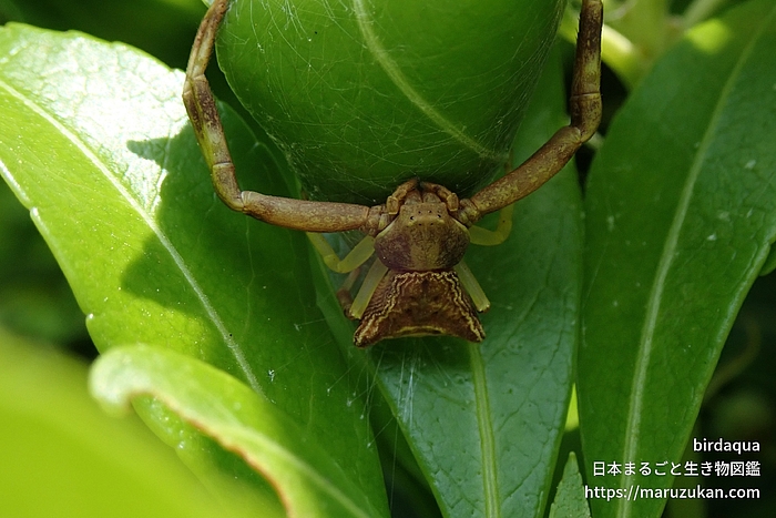 ガザミグモ