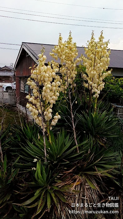 イトラン属（花）の写真