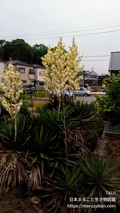 イトラン属（花）の写真