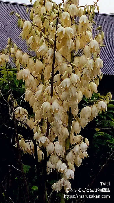 イトラン属（花）の写真