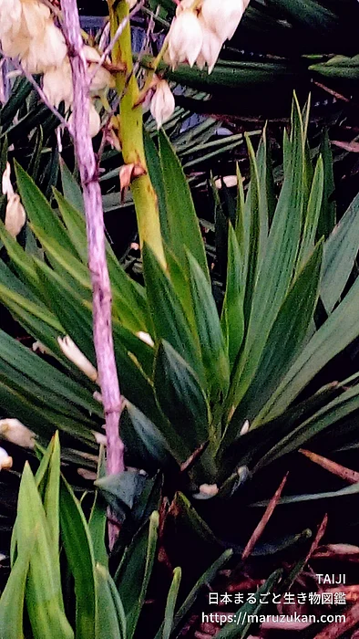 イトラン属（花）の写真