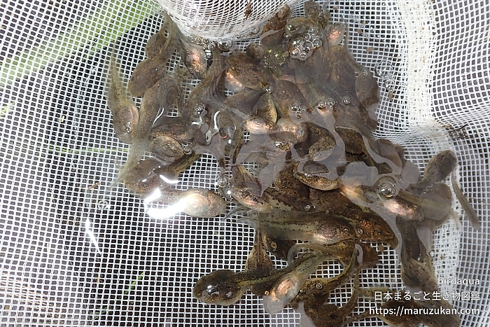ニホンアマガエル