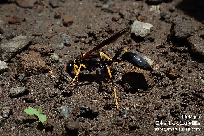 アメリカジガバチ