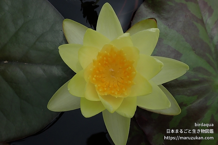 マリアセア・クロマテラ