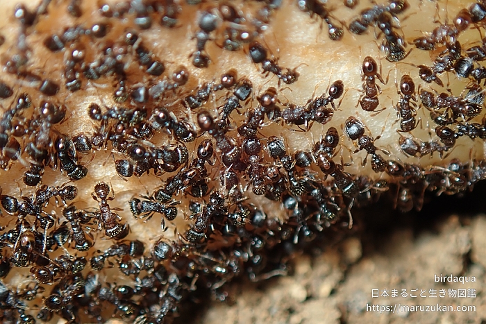 トビイロシワアリ