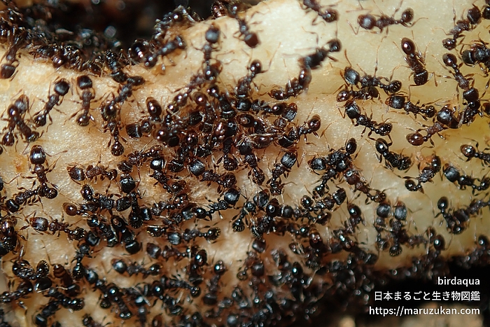 トビイロシワアリ