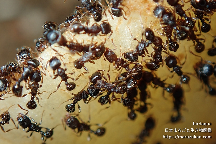 トビイロシワアリ